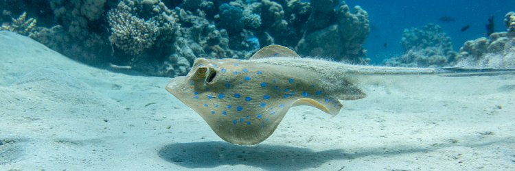 Blue spotted ray
